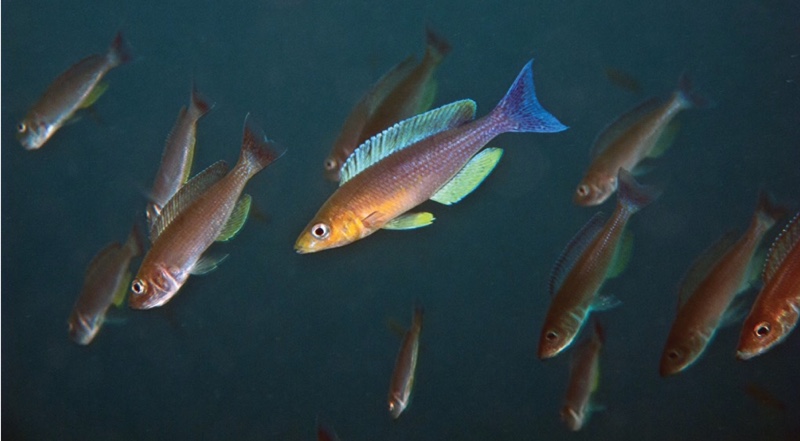 Cyprichromis sp. 'dwarf jumbo' Jakobsen's Beach